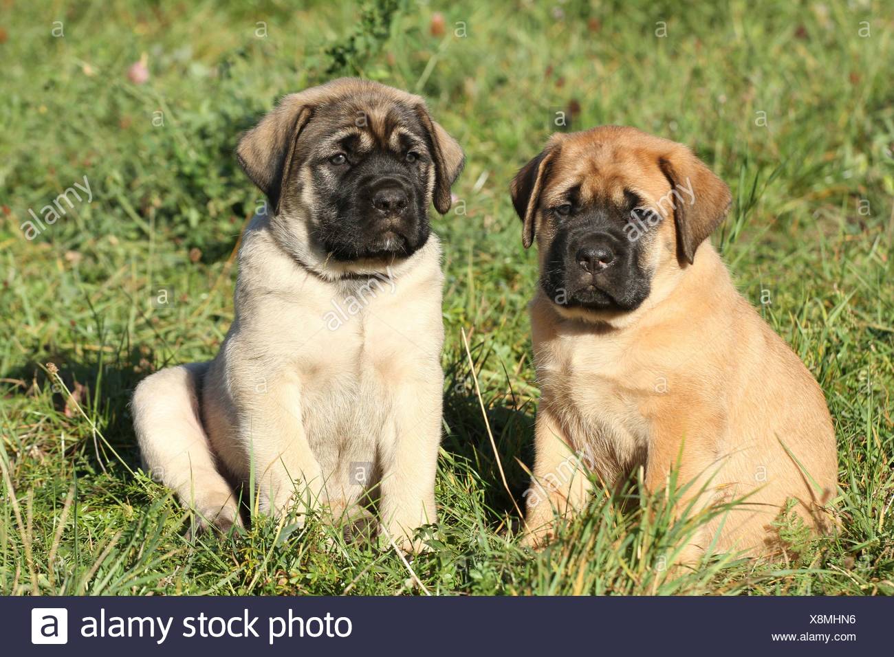 Old English Mastiff Puppies Stock Photo 280736098 Alamy