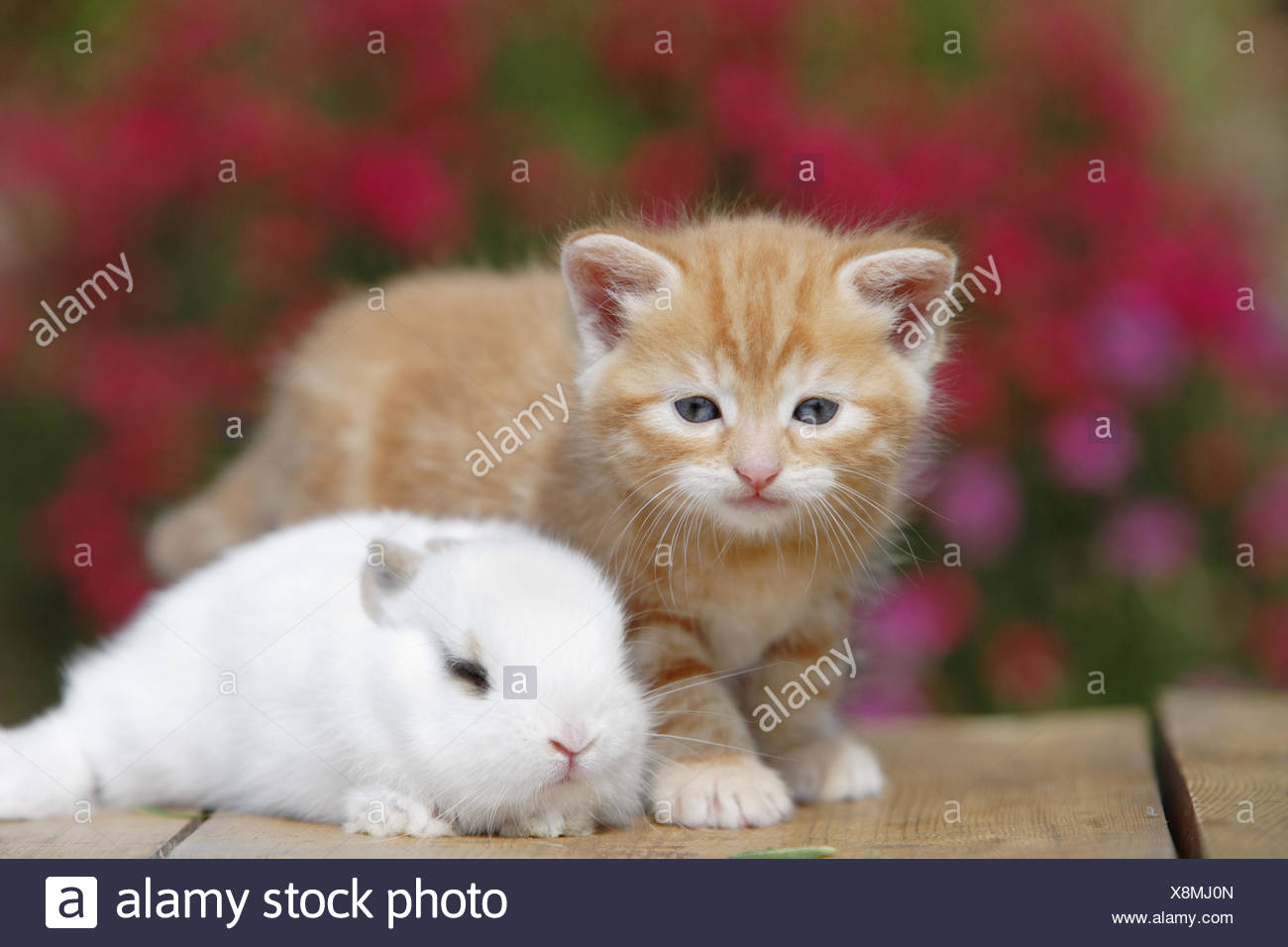 pygmy cat