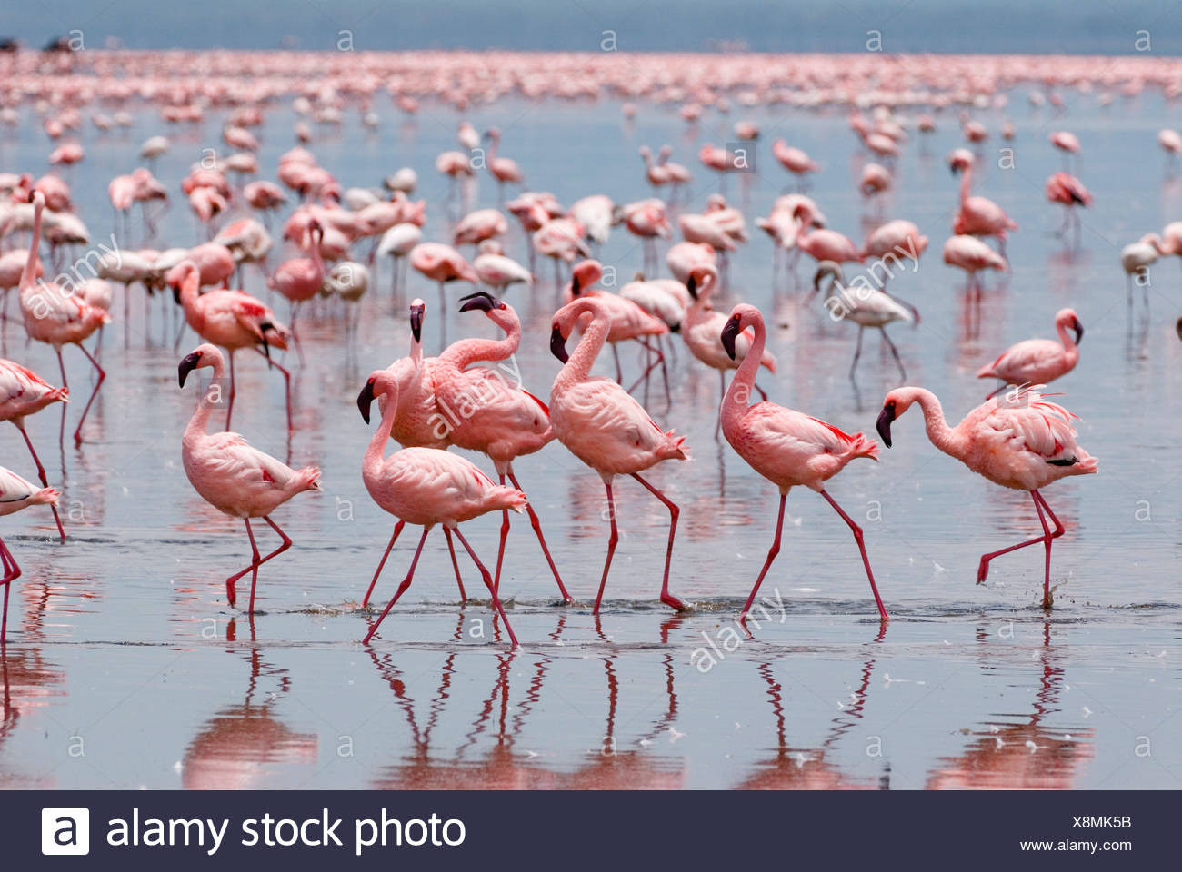 Lesser Flamingos Stock Photos & Lesser Flamingos Stock Images - Alamy