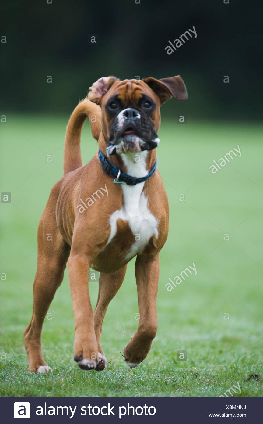 Boxer Dog Jumping Stock Photos & Boxer Dog Jumping Stock Images Alamy
