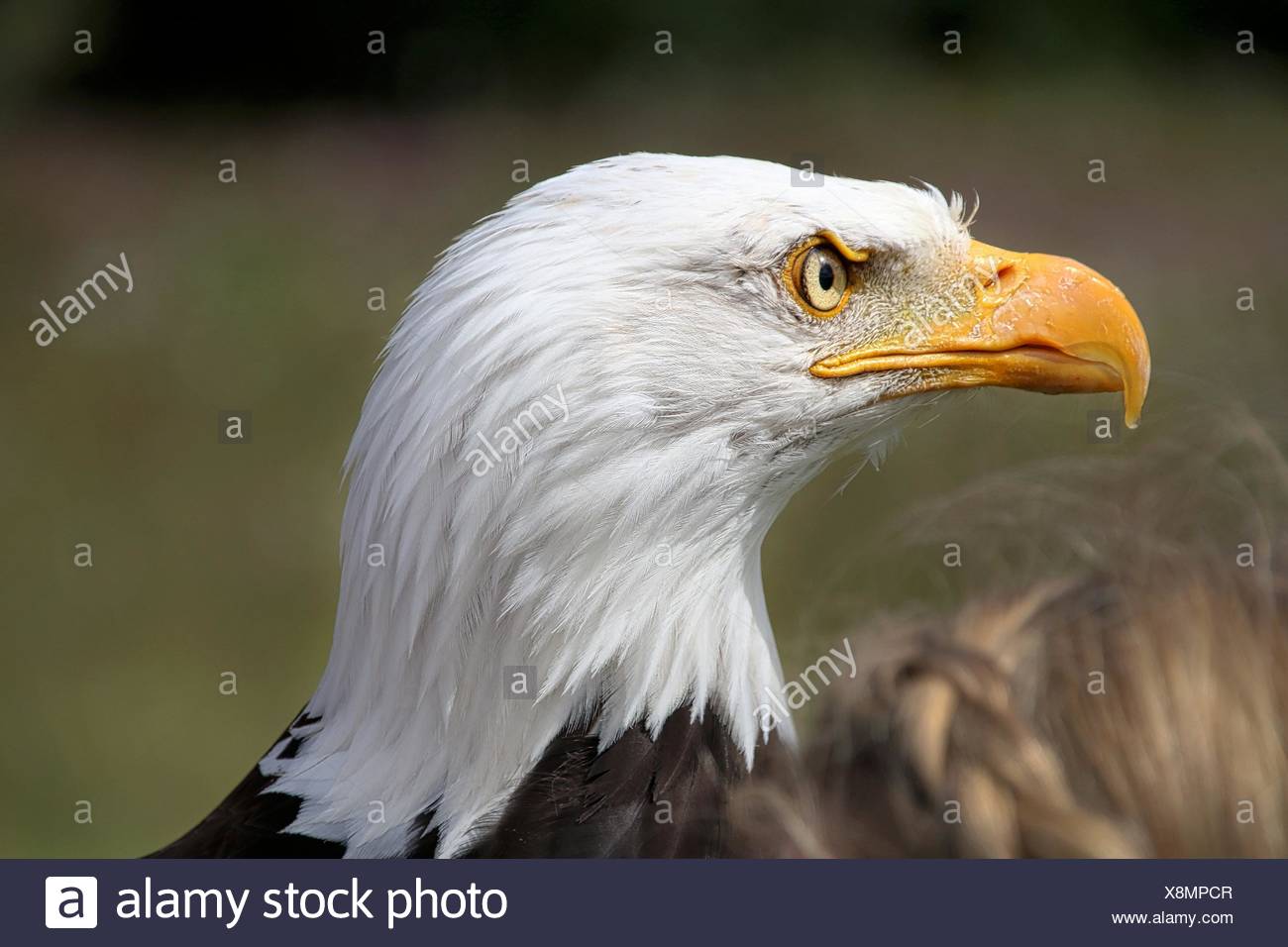 Eagle Eye Close Up High Resolution Stock Photography and Images - Alamy