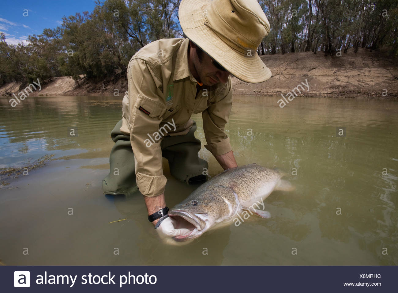 Murray Cod Growth Chart