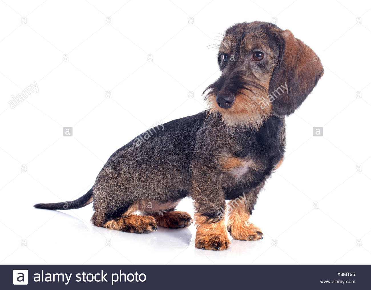 Puppy Wire Haired Dachshund In Front Of White Background Stock