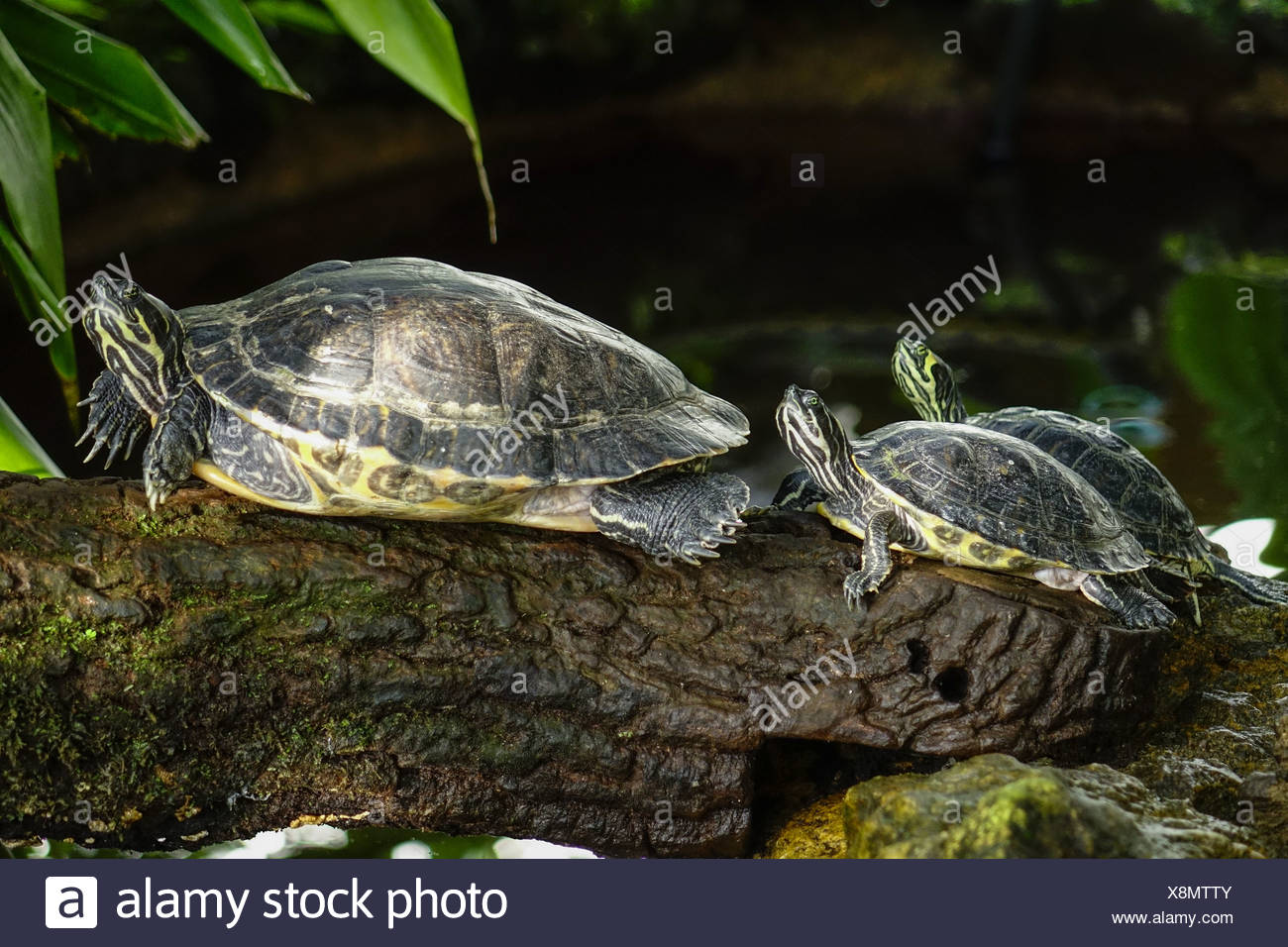 Wasserschildkroten Im Gewachshaus Botanischer Garten Munchen Bayern Deutschland Stock Photo Alamy