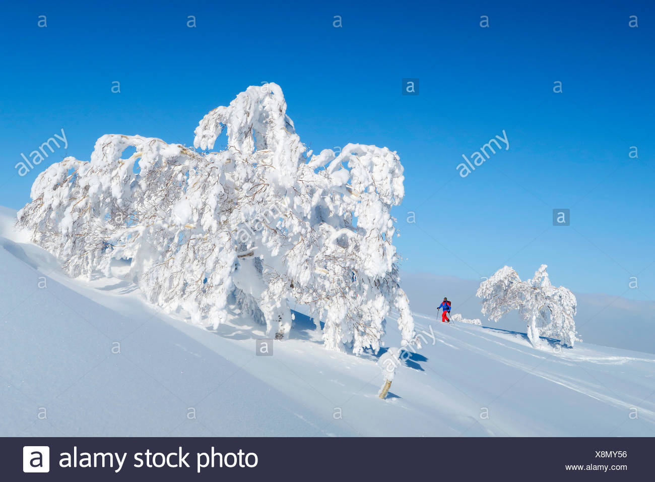 Download Kiroro High Resolution Stock Photography And Images Alamy