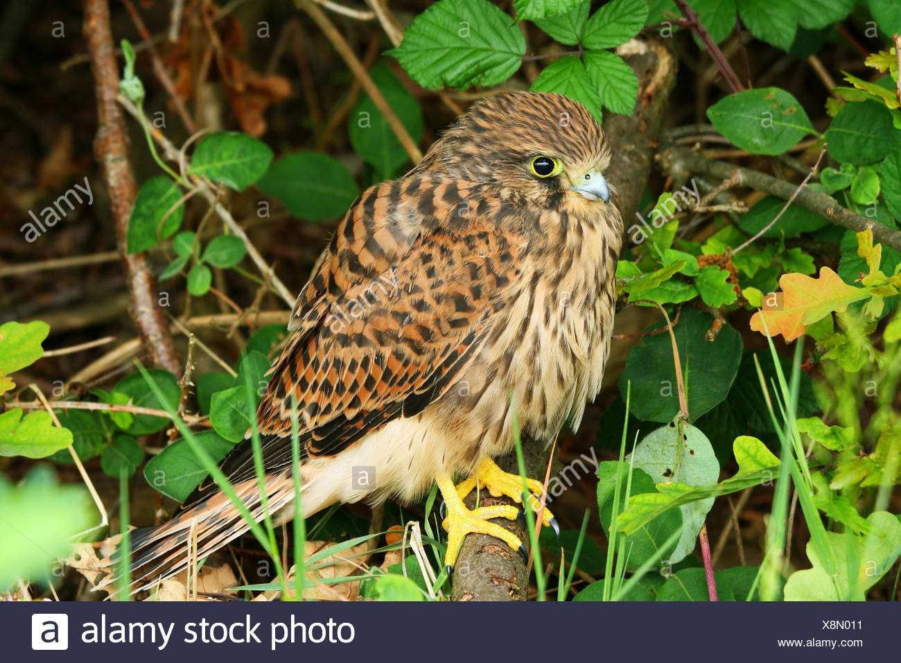 Young Common Kestrel (Falco tinnunculus) Stock Photo