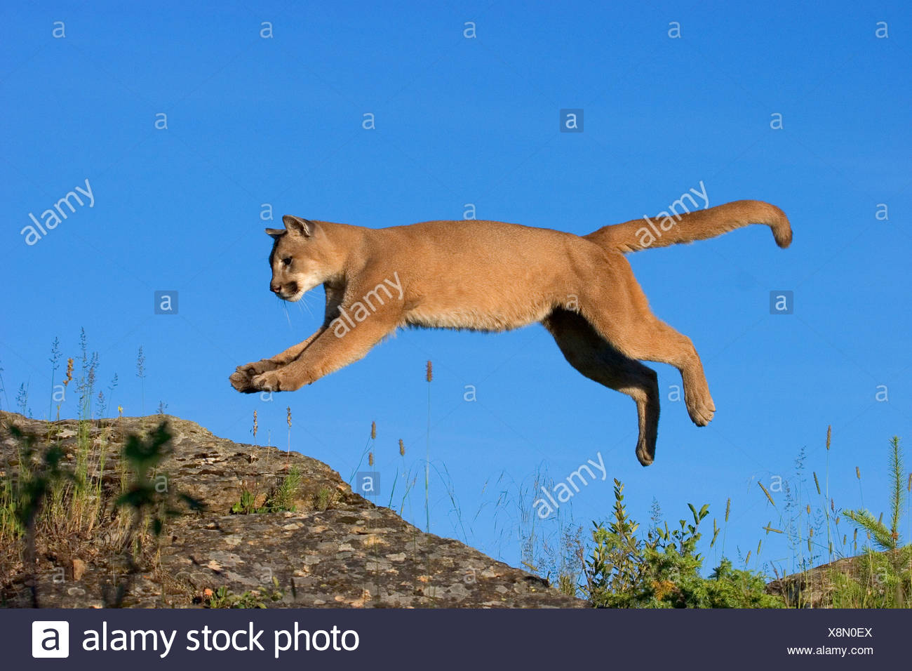 puma animal jumping
