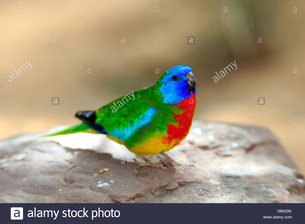 scarlet chested parakeet