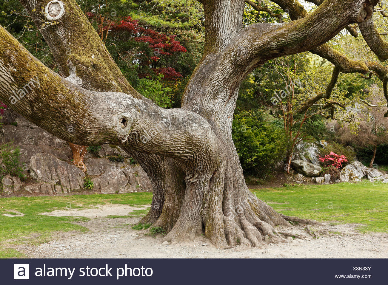 Old Oak Tree Muckross Gardens Killarney National Park County