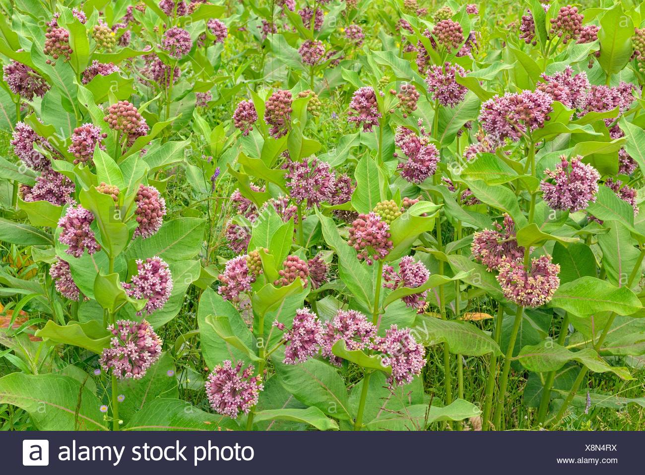 Common Milkweed Asclepias Syriaca Flowers Greater Sudbury Ontario Canada Stock Photo Alamy