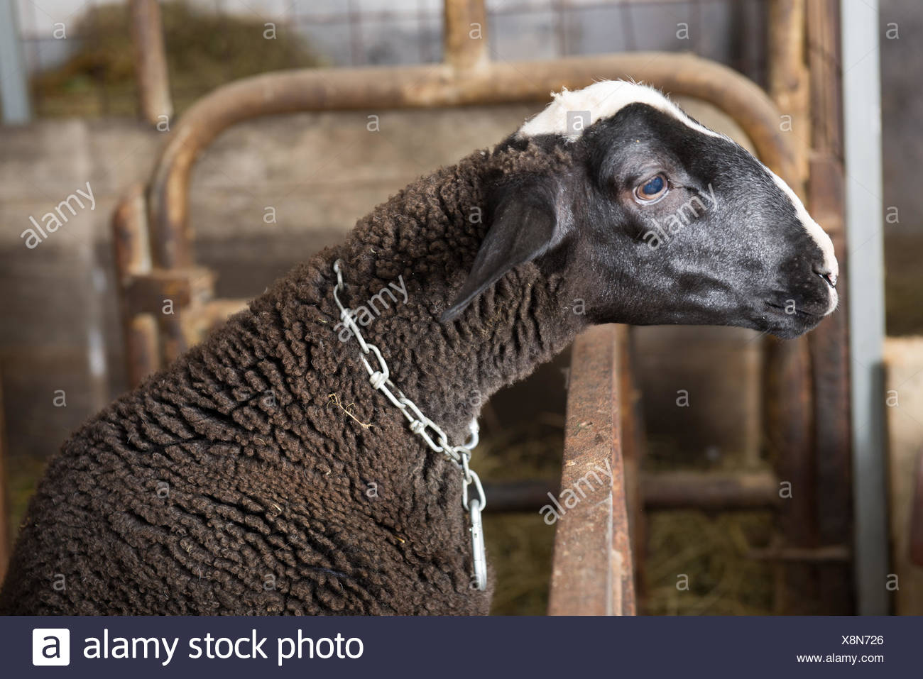 Black Sheep Thinks In The Barn The Thinker Stock Photo