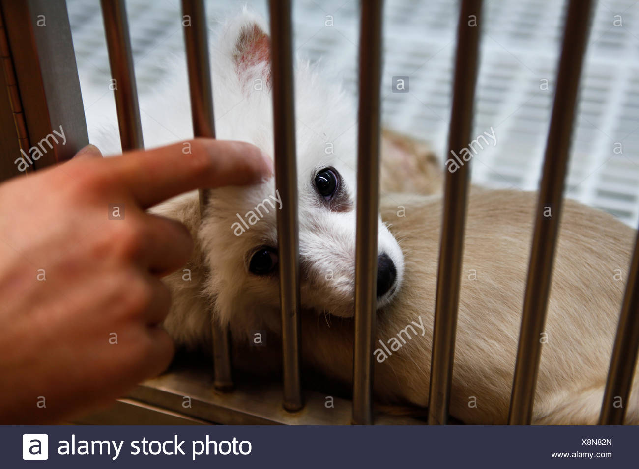 Stroked Stock Photos & Stroked Stock Images - Alamy