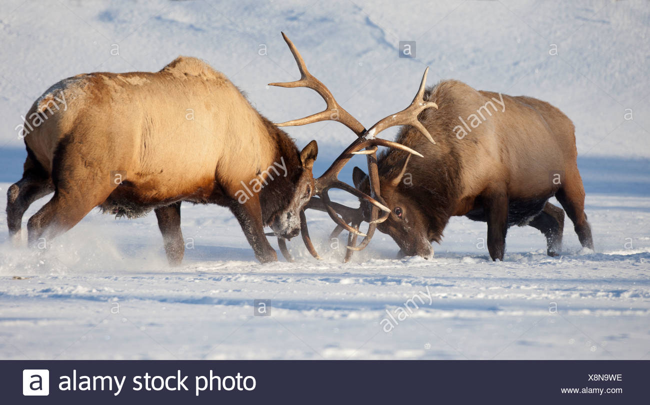 Elk Fighting Stock Photos & Elk Fighting Stock Images Alamy