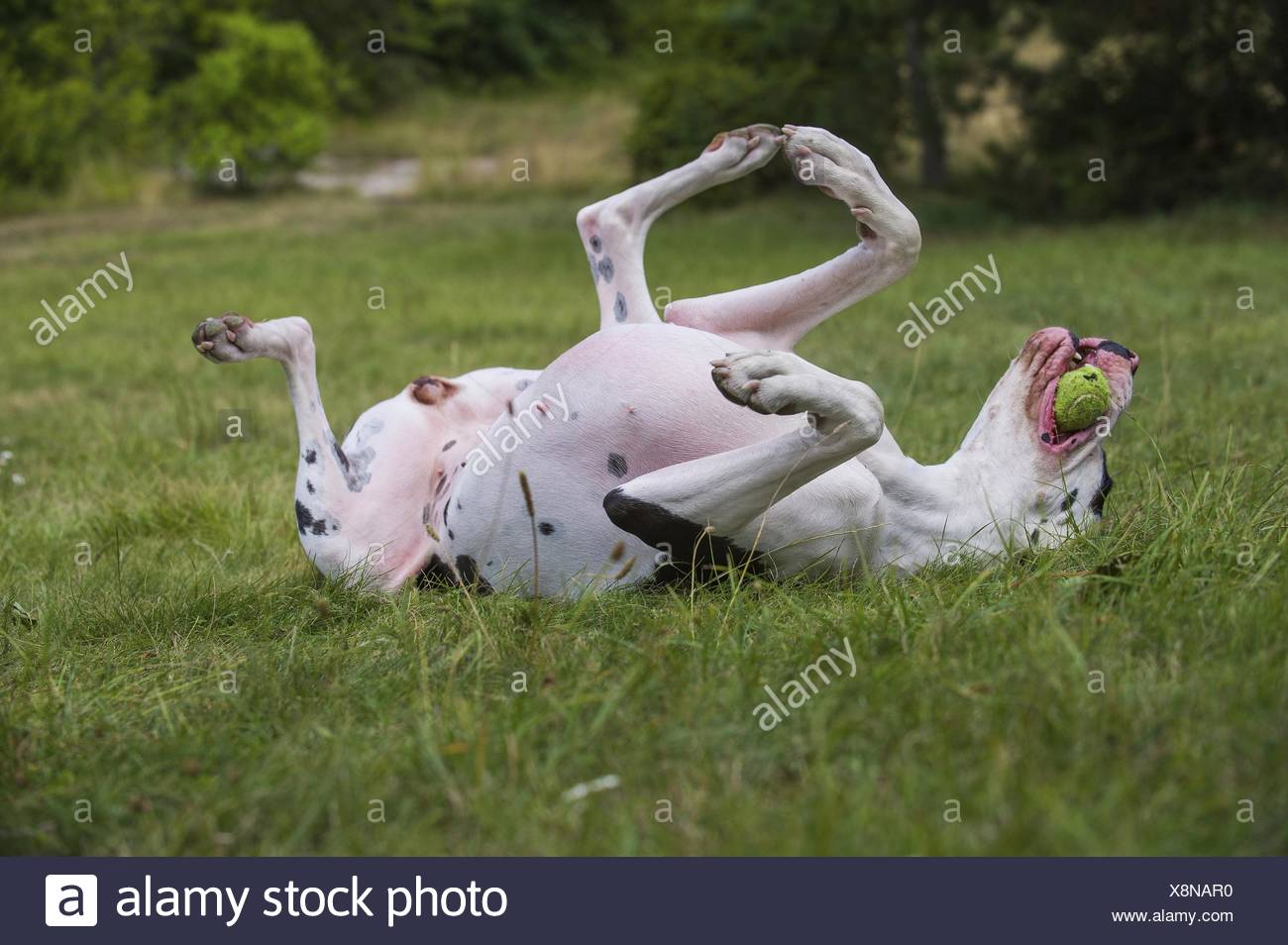 Dog With Big Balls High Resolution Stock Photography and Images Alamy