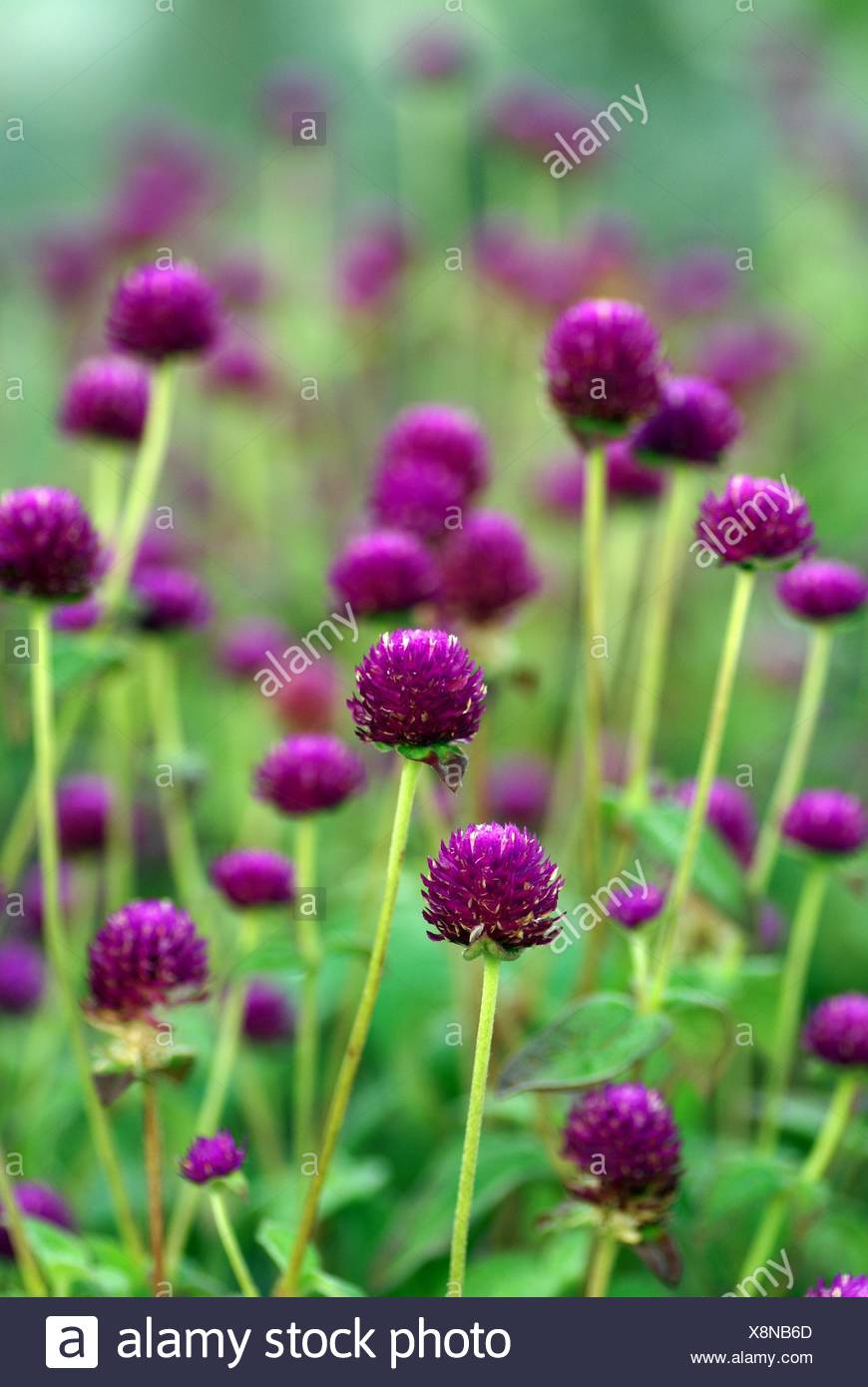 Malaysia National Flower High Resolution Stock Photography and Images Alamy