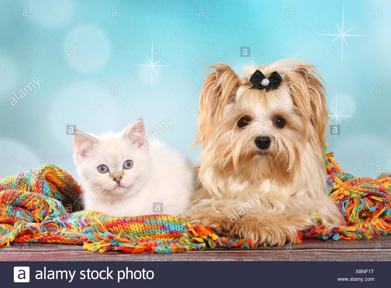 Yorkshire Terrier And British Shorthair Kitten Stock Photo