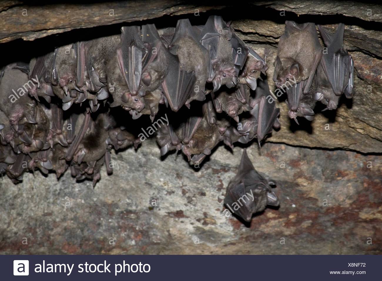 A Colony Of Bats Clinging To A Cave Ceiling Photographed In Costa