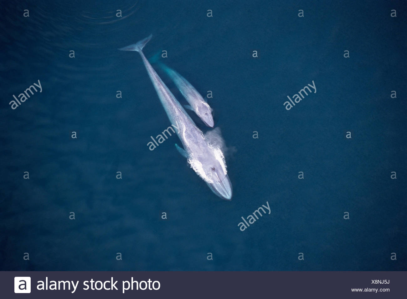 Blue Whale And Calf High Resolution Stock Photography and Images - Alamy