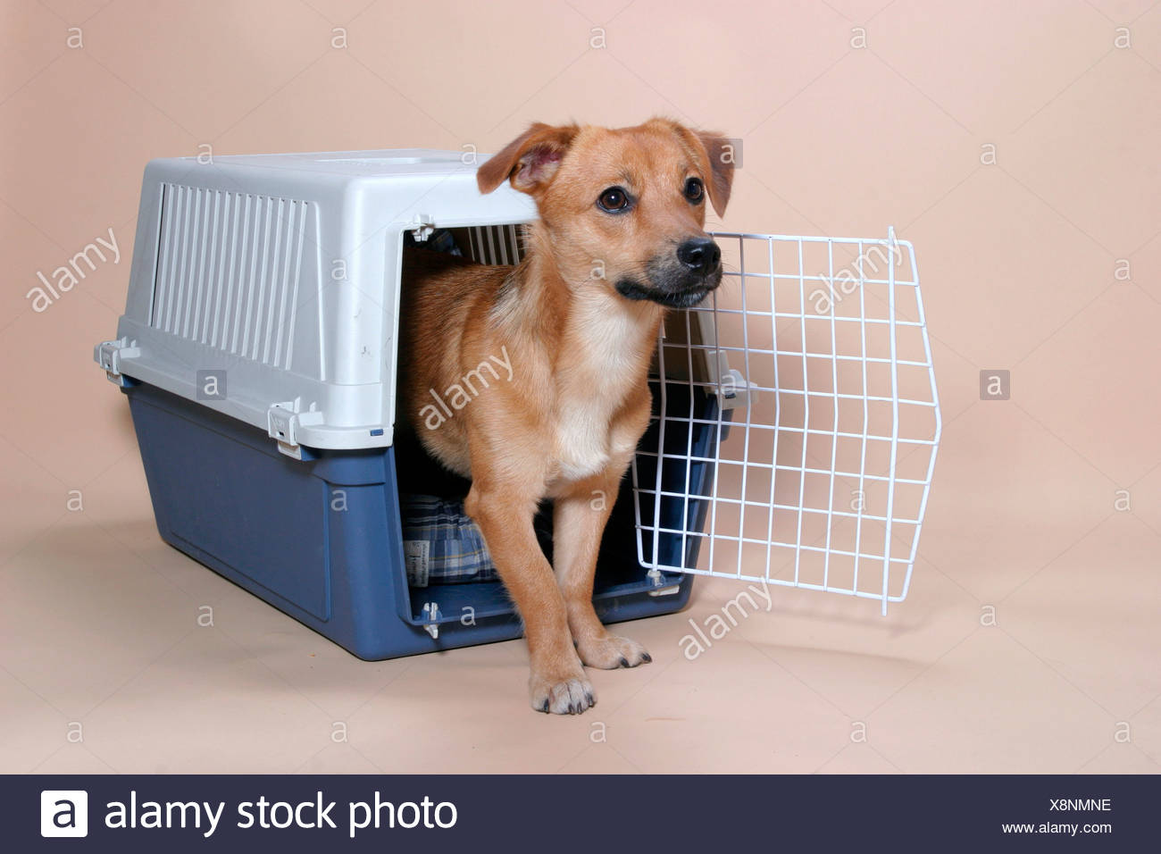 Shelter Hund