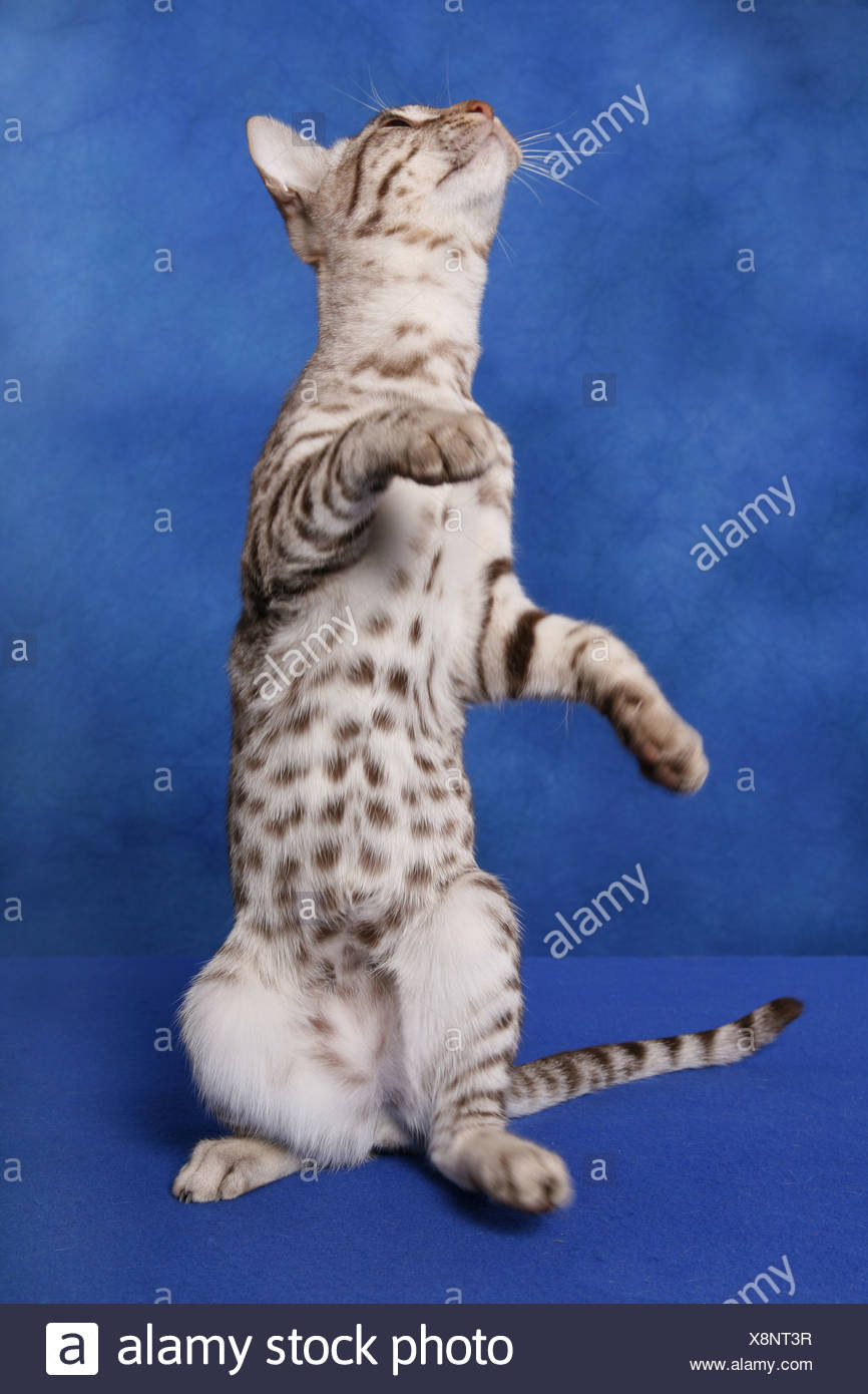 Ocicat Grey High Resolution Stock Photography and Images - Alamy