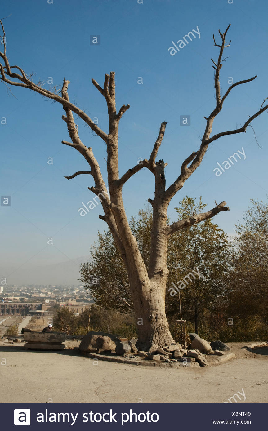 Babur High Resolution Stock Photography and Images Alamy