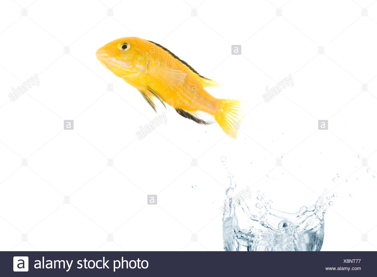 Fish Jumping Out Of The Water Stock Photos & Fish Jumping Out Of The