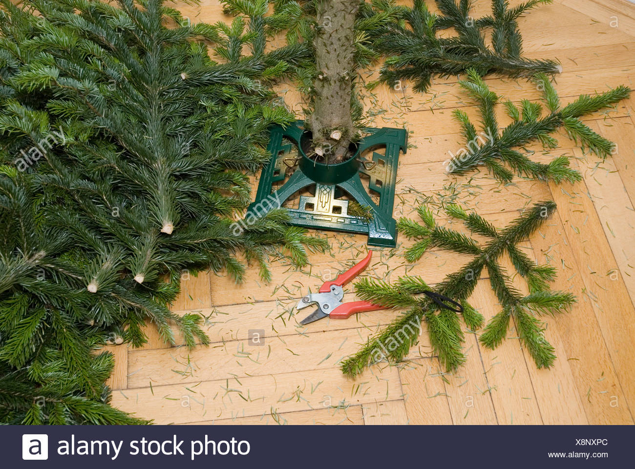 Taken Down Christmas Tree With Its Trunk Still In The Tree Stand