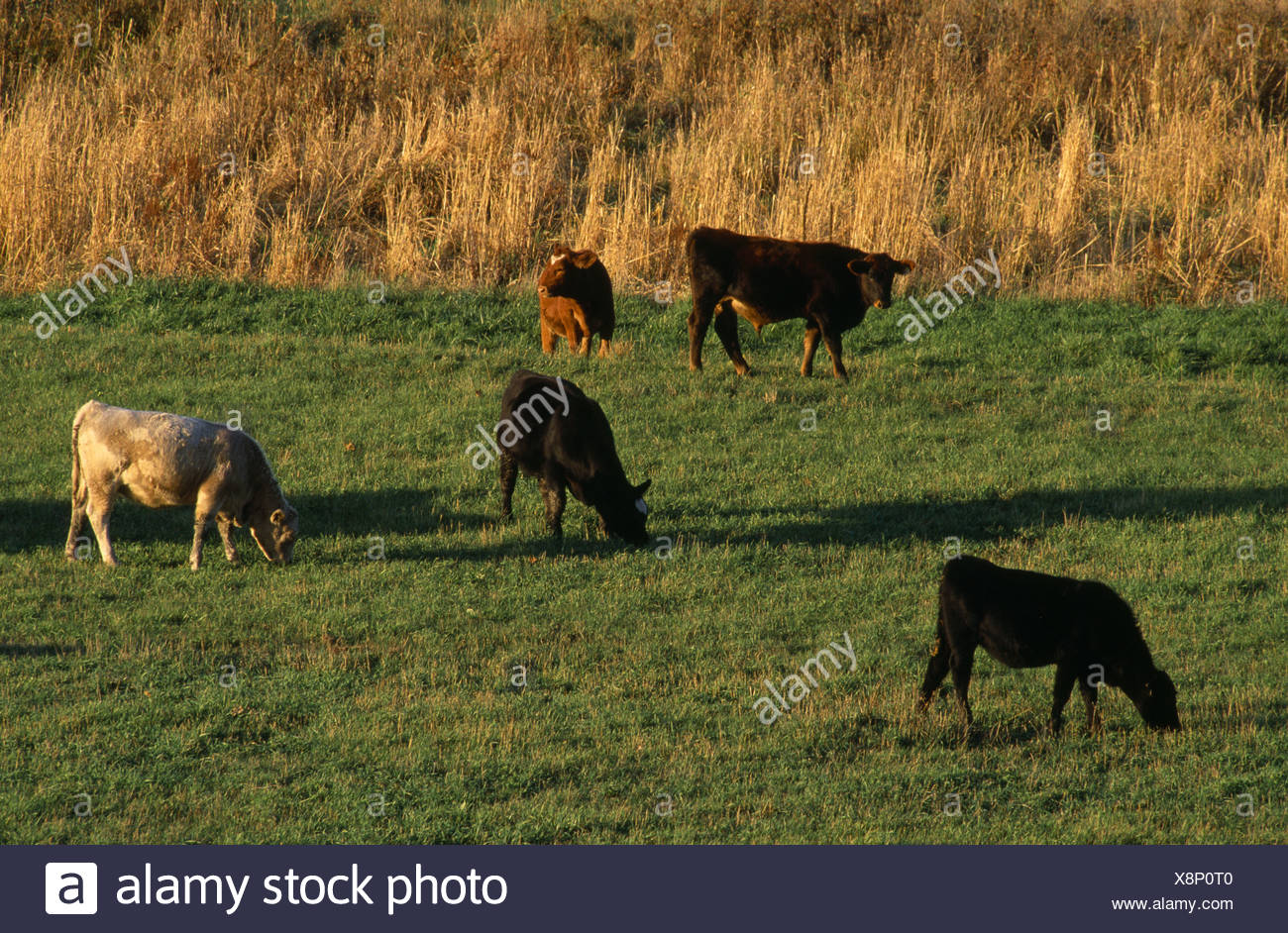 Feeder Calves Stock Photos Feeder Calves Stock Images Alamy