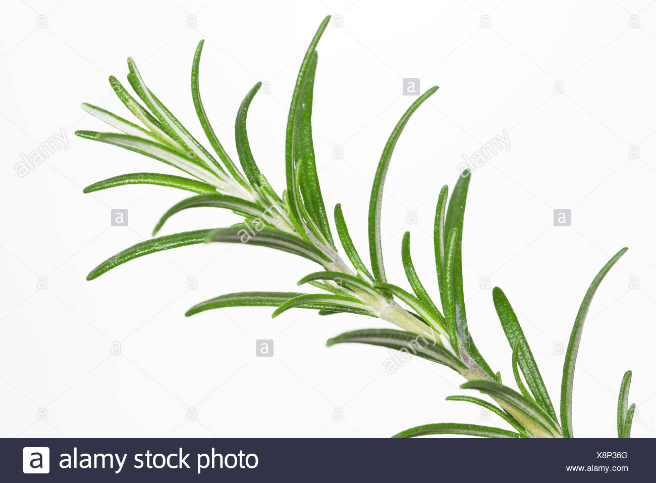 spices, culinary herbs, rosemary, herbs, spice, garden, branch, flavour, Stock Photo