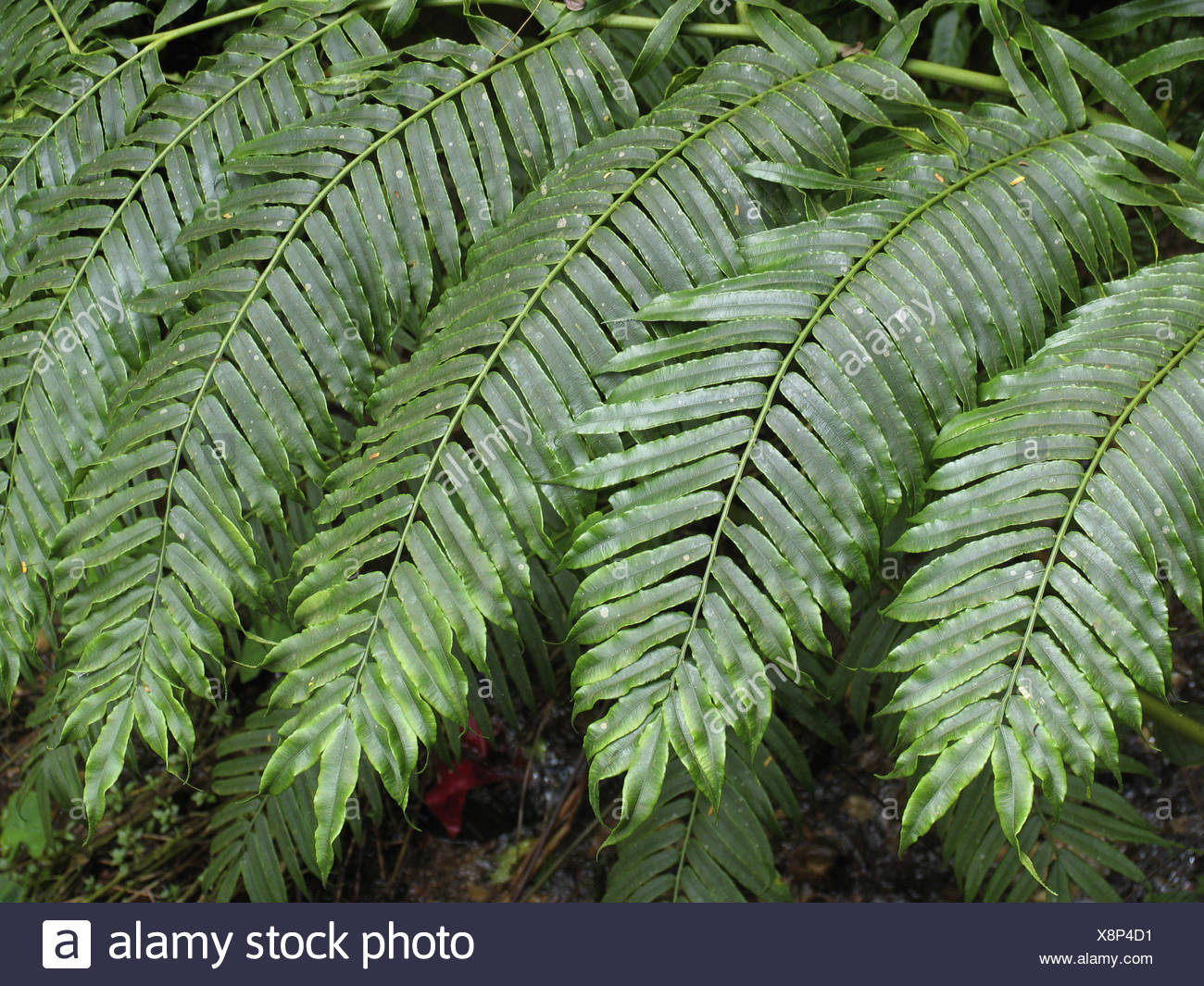 Curly Fern Leaf Stock Photos & Curly Fern Leaf Stock Images - Alamy