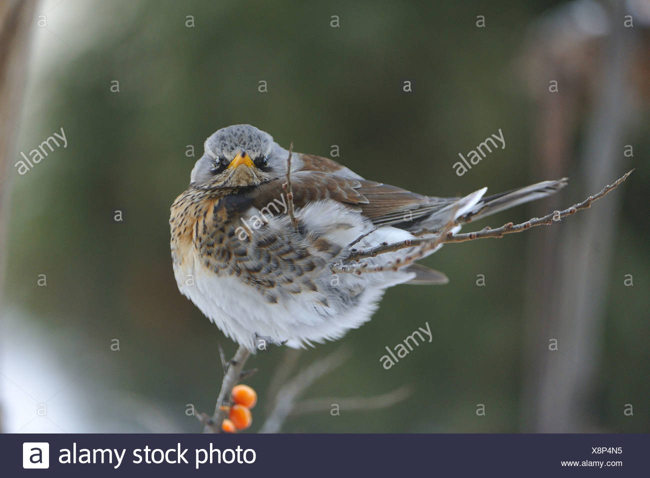 Fieldfare Stock Photo