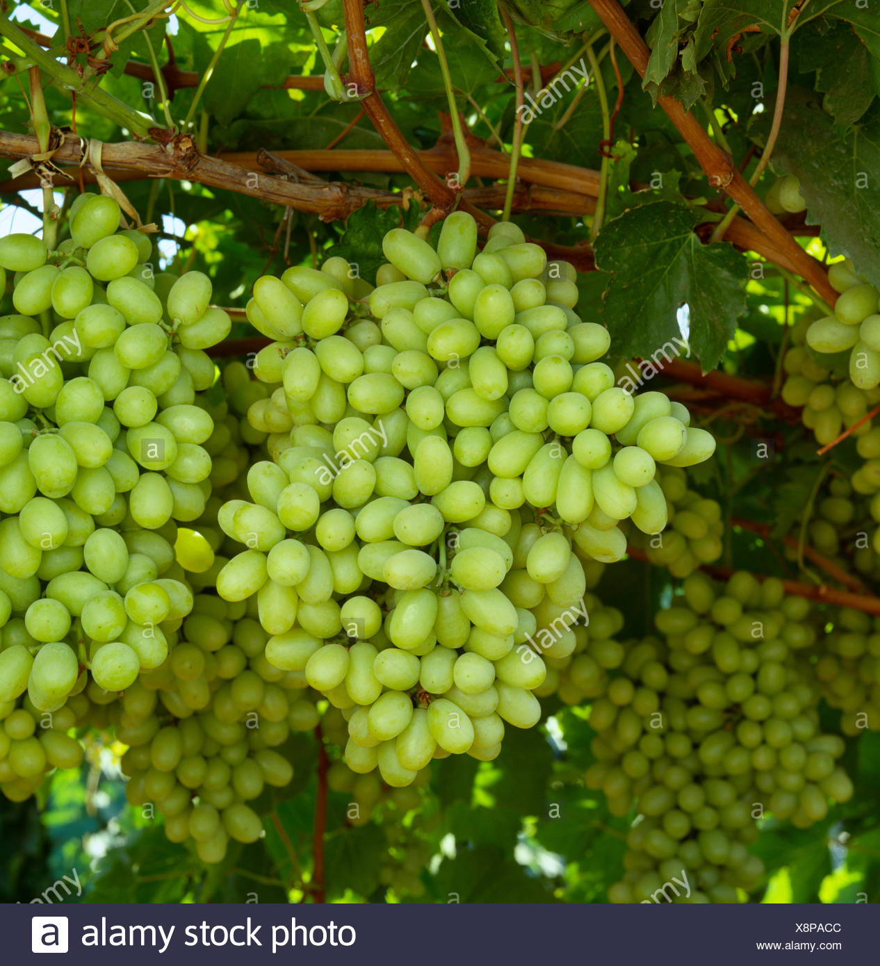 thumbnail image 2 of Thompson Seedless Grape Vine Cutting - Fast Growing Fruit Tree, Green, Child Safe 2 of 11