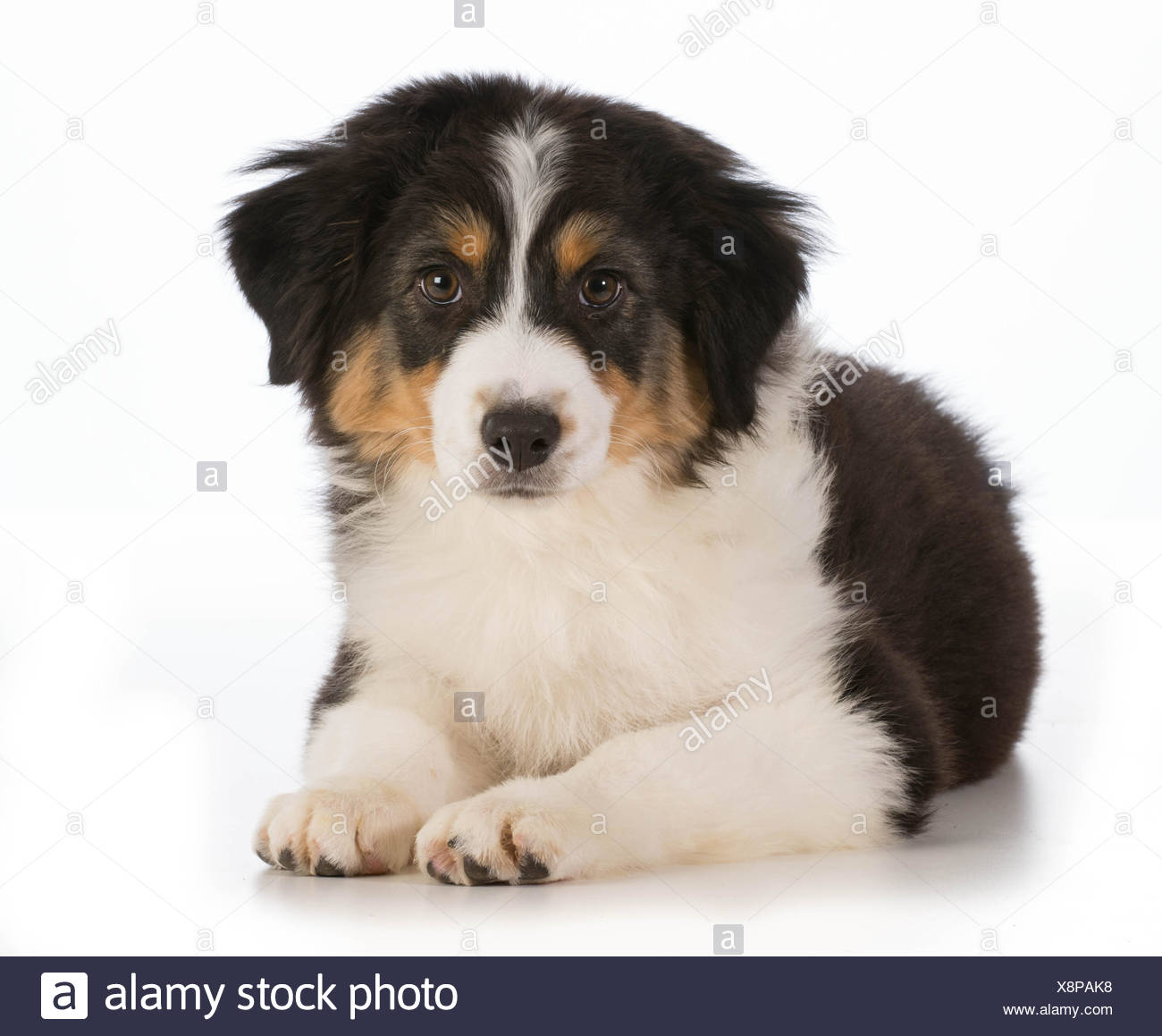 Australian Shepherd Puppy Laying Down Looking At Viewer Isolated On White Background 12 Weeks Old Stock Photo Alamy Australian Shepherd Puppy Laying Down Looking At Viewer Isolated On White Background 12 Weeks Old Stock Photo Alamy