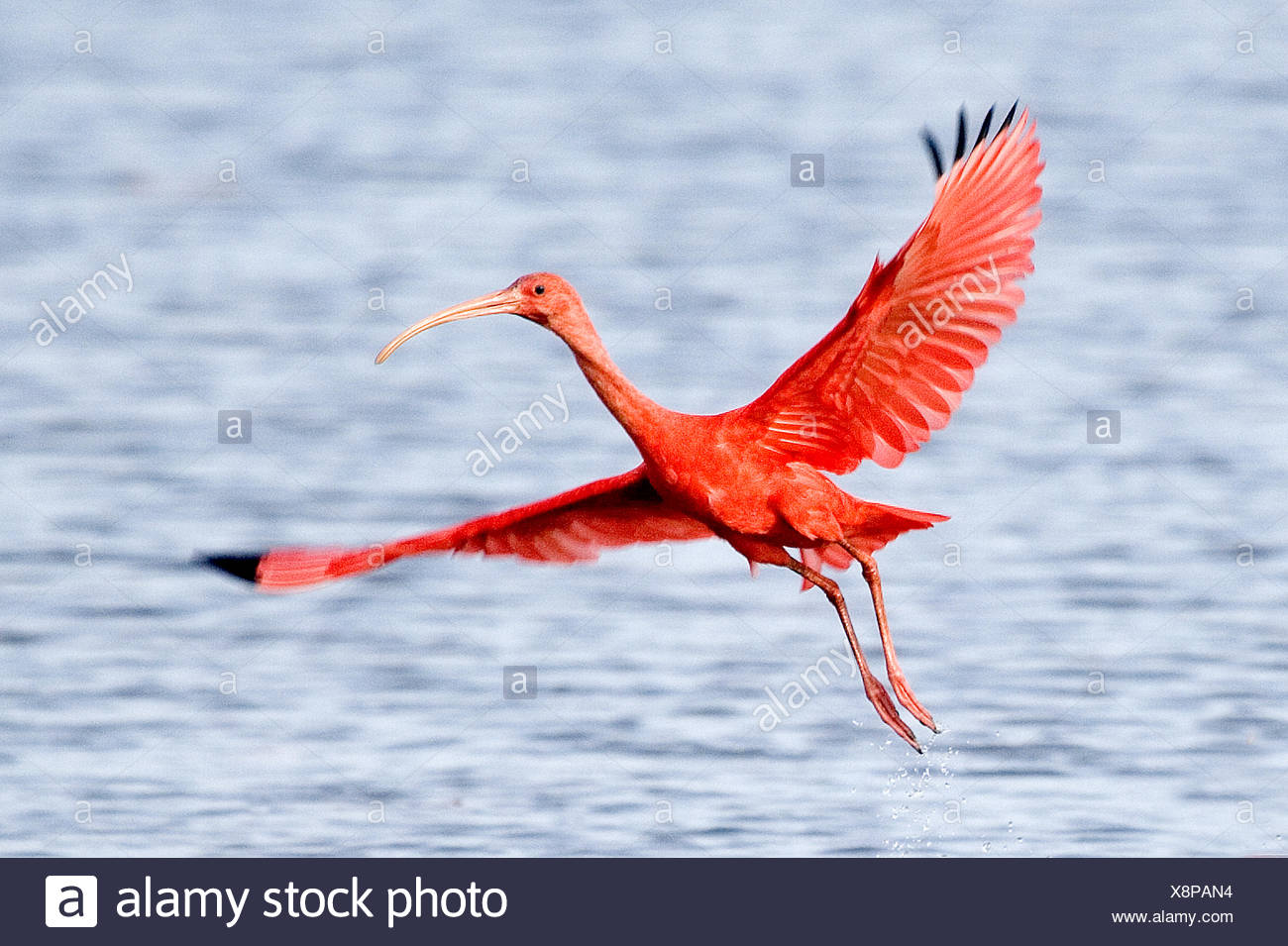 Scarlet Ibis In Flight Stock Photos Scarlet Ibis In Flight Stock 