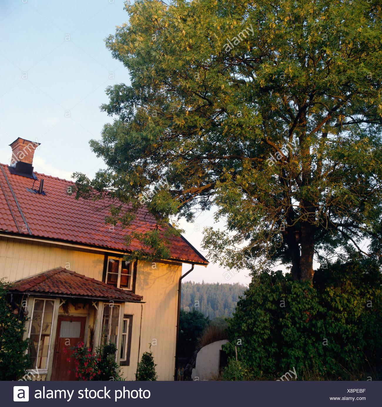 Tall Tree Beside Cottage In The Swedish Countryside Stock Photo