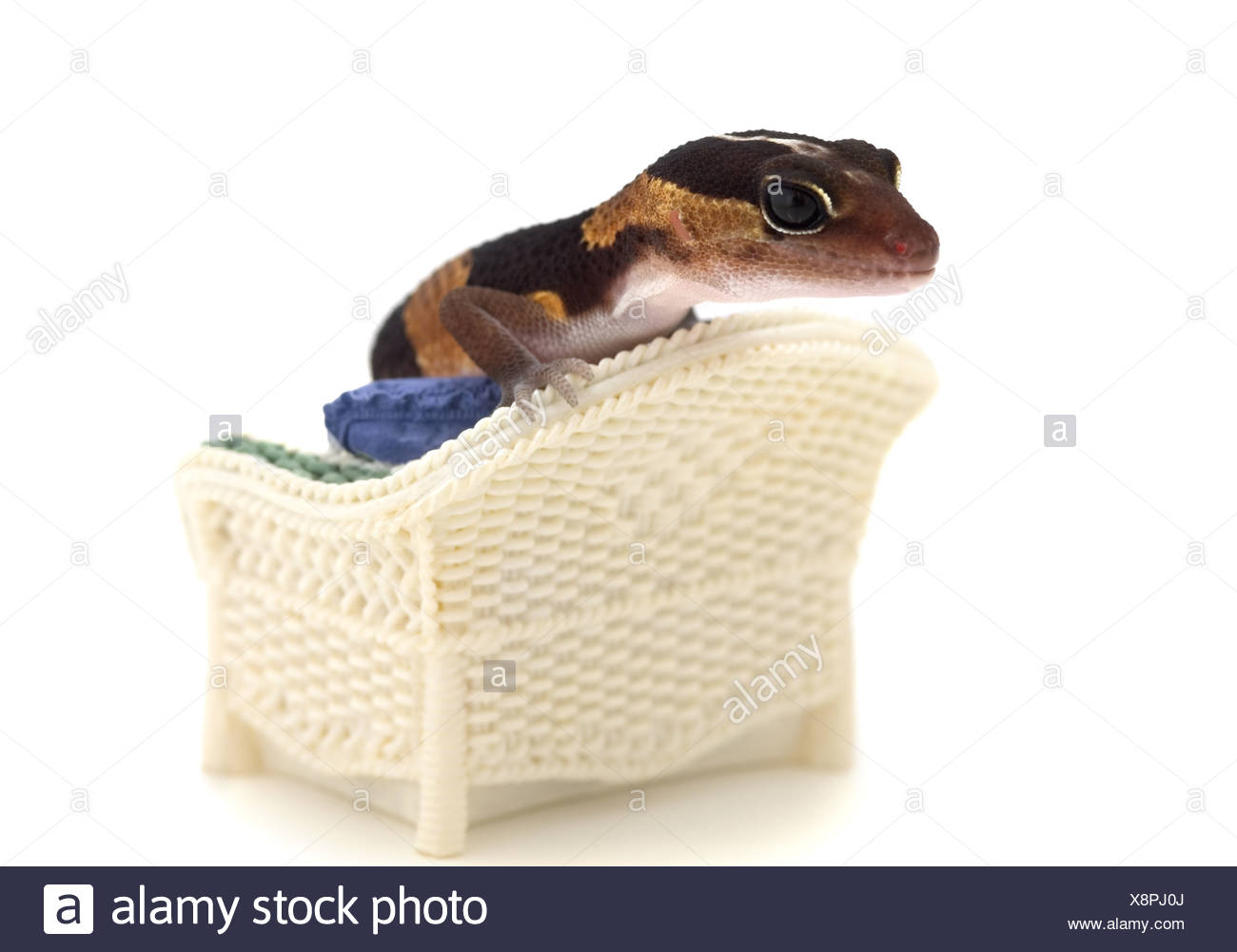 Lounge Lizard High Resolution Stock Photography and Images - Alamy