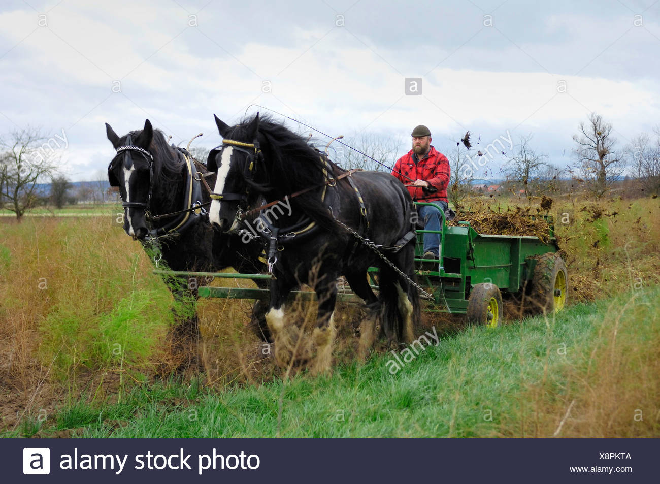 Horse And Cart High Resolution Stock Photography and Images Alamy