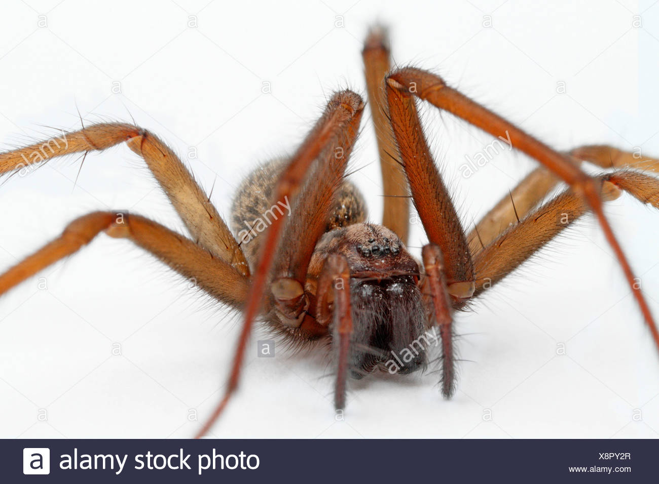 Common European House Spider Lesser House Spider Barn Funnel