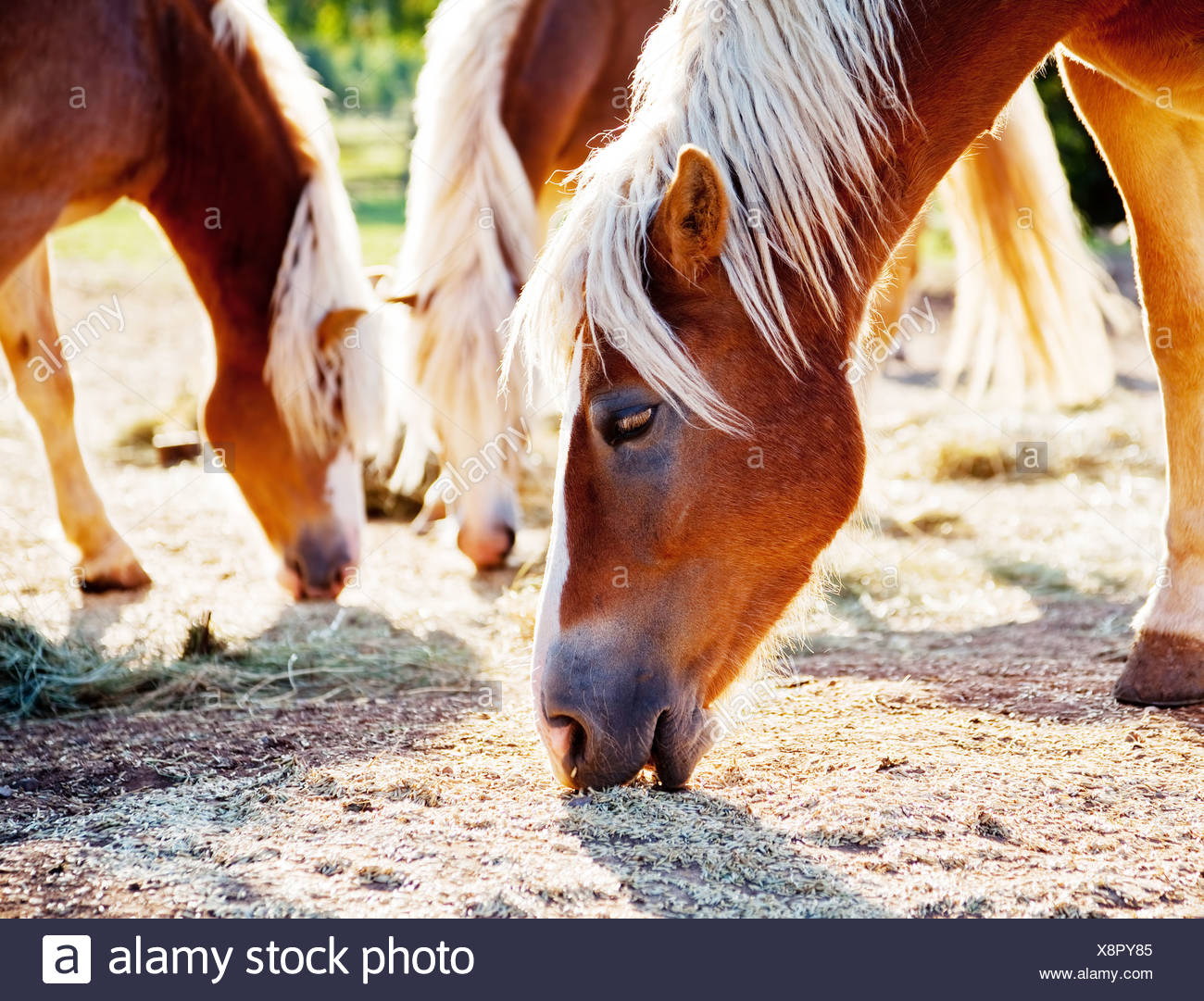 Horse Oats Feed High Resolution Stock Photography and Images Alamy