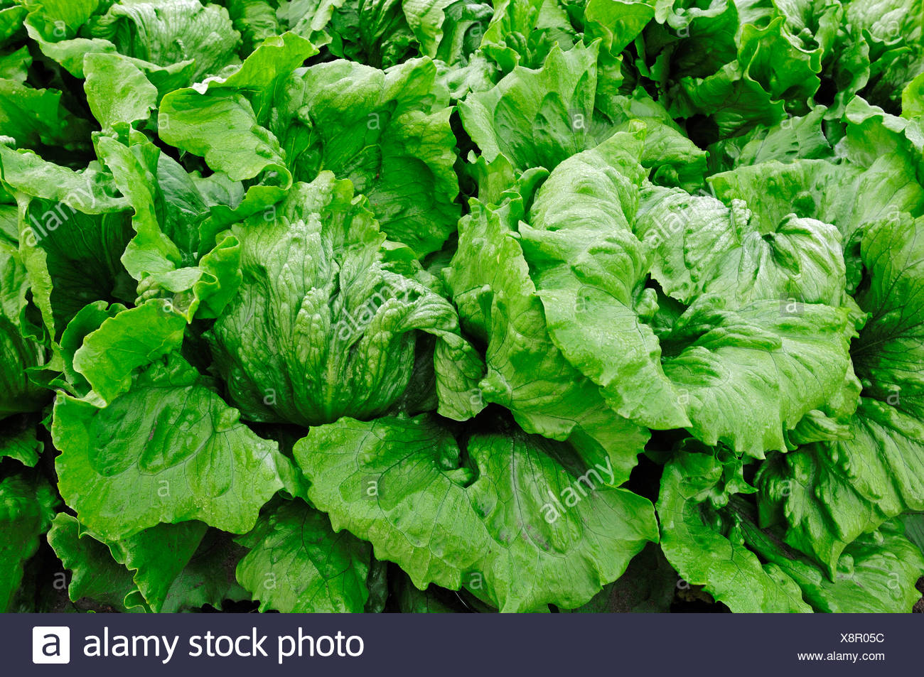 A Field Of Iceberg Lettuce High Resolution Stock Photography and Images