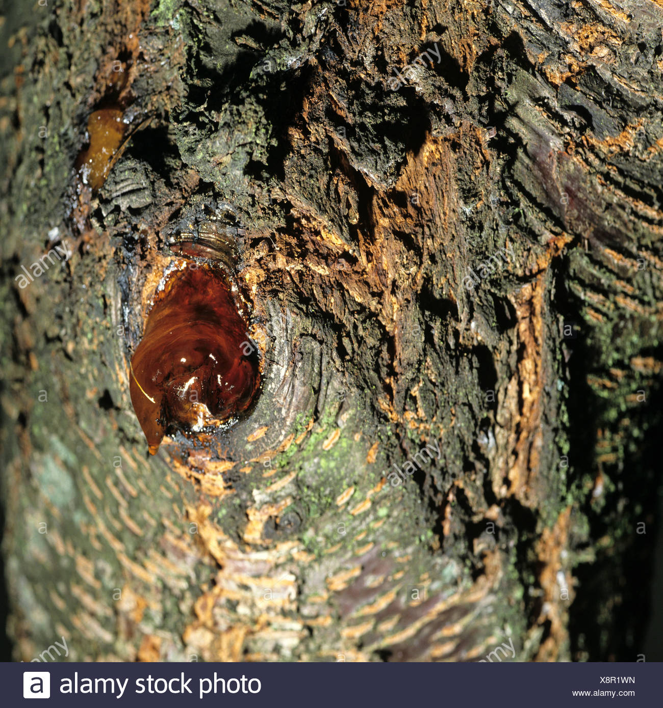 Cherry Tree Bark High Resolution Stock Photography and Images Alamy
