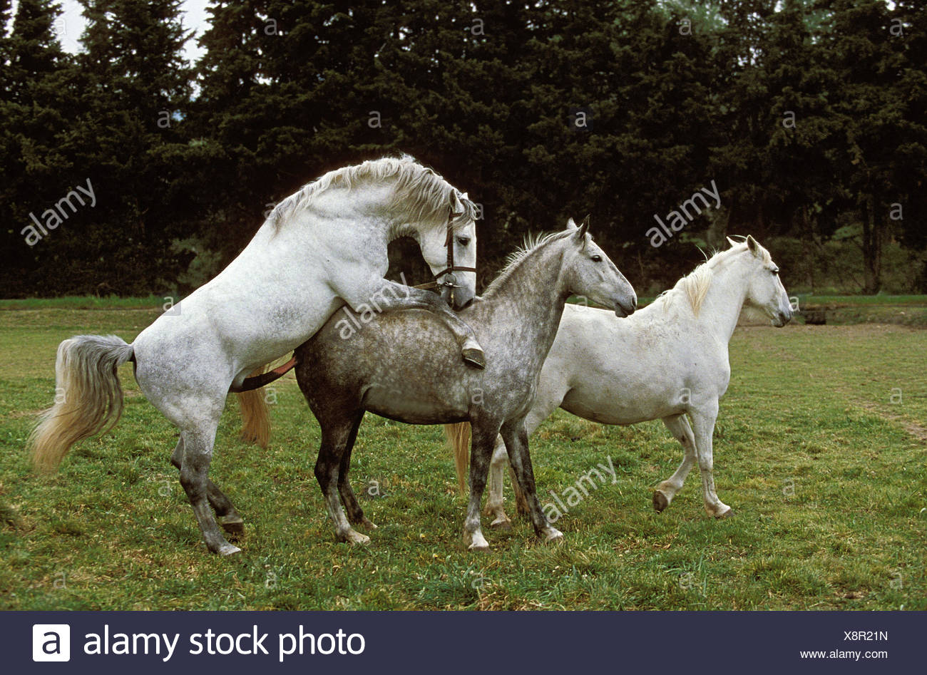 Mare And Stallion Mating High Resolution Stock Photography and Images