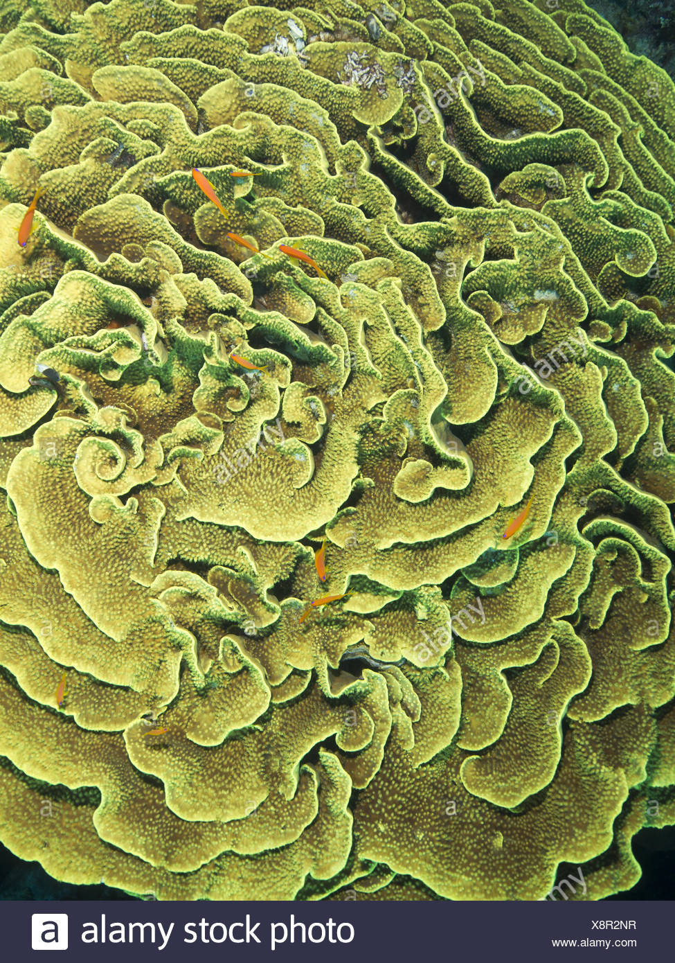 Green Coral Lettuce High Resolution Stock Photography and Images Alamy