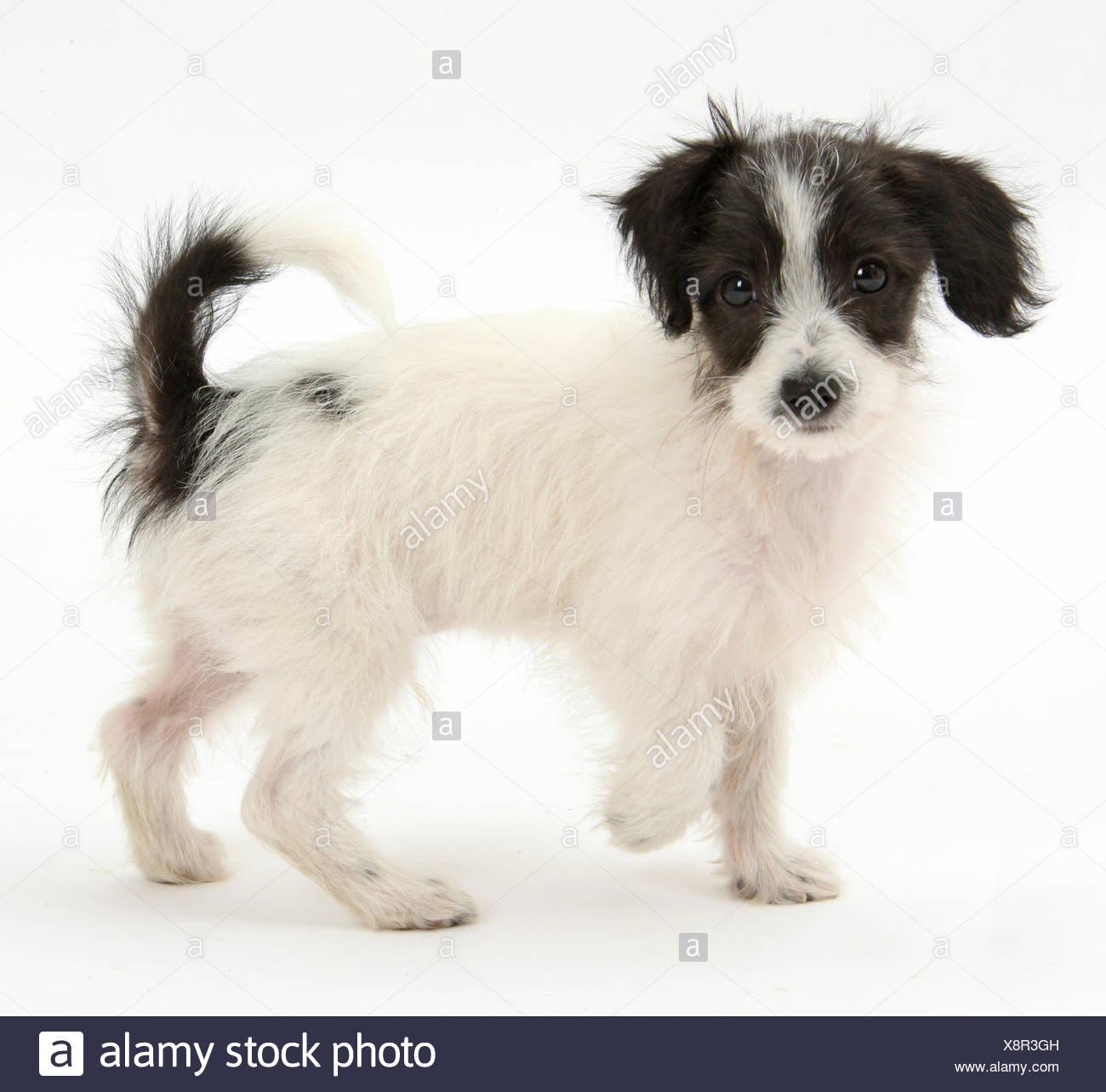 Jack Russell Poodle Cross Terrier High Resolution Stock Photography and ...