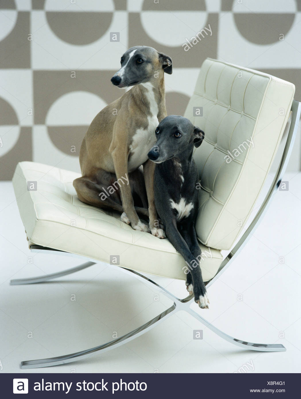 Close Up Of Two Beige Cream And Black White Whippet Dogs Sitting