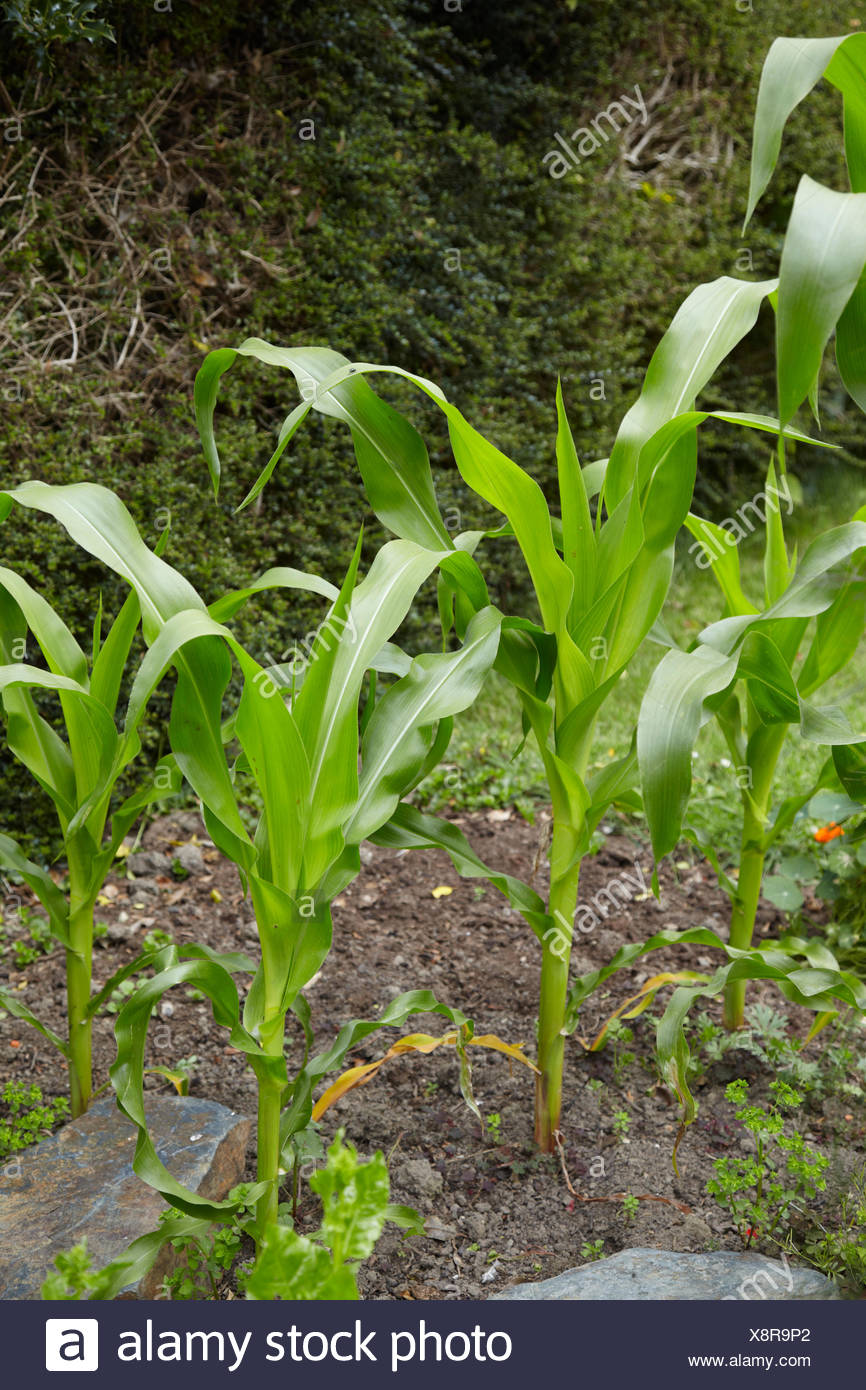 Minipop Sweetcorn Growing In Vegetable Garden Stock Photo Alamy