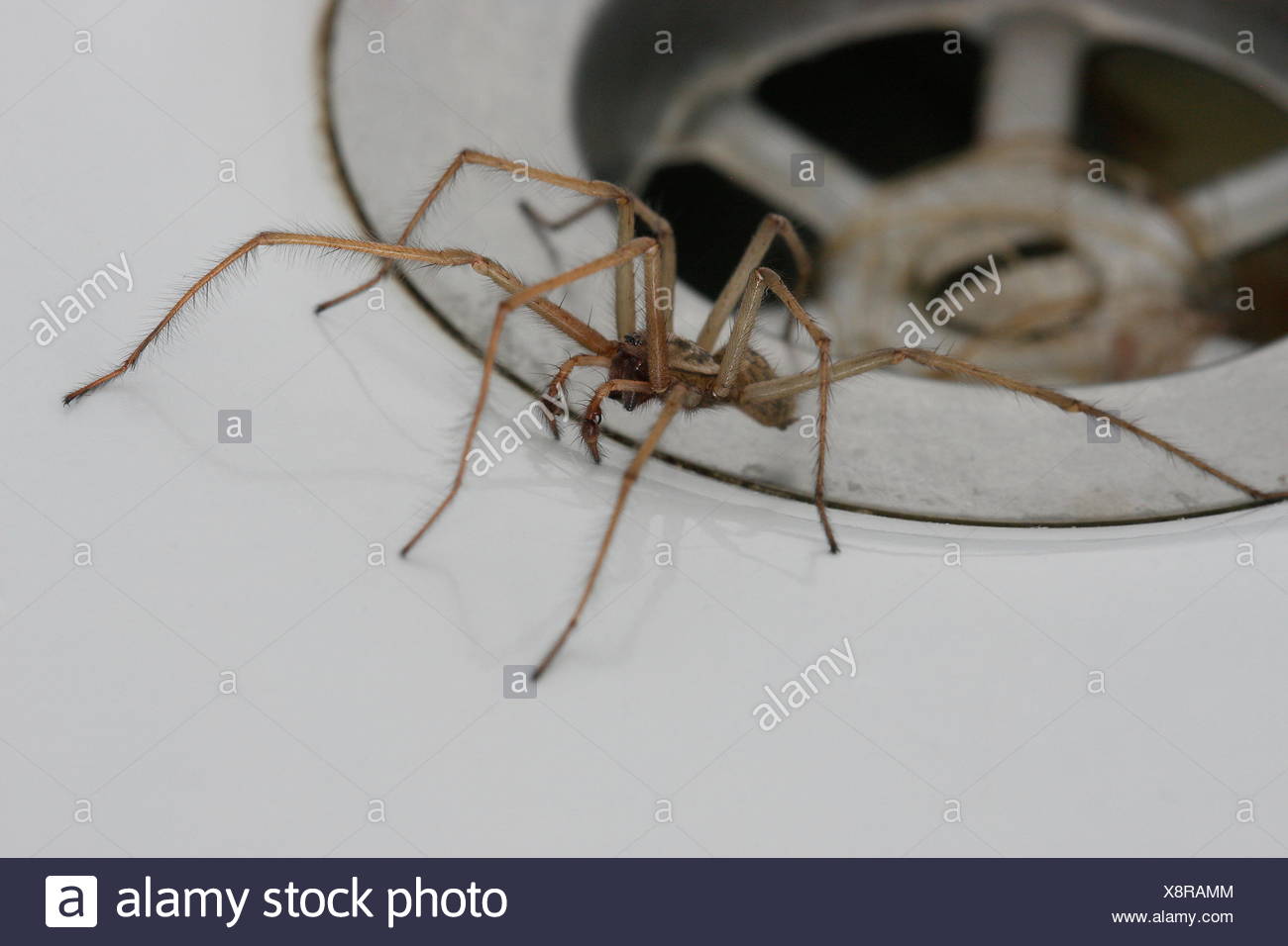 Spider In Tub amirjoryeongsavetherainforest
