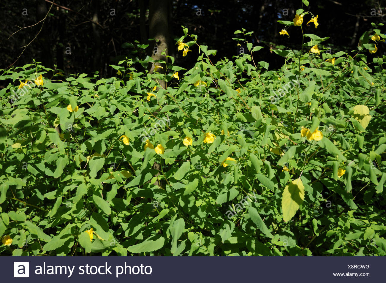 Impatiens noli-tangere, Touch-me-not balsam Stock Photo