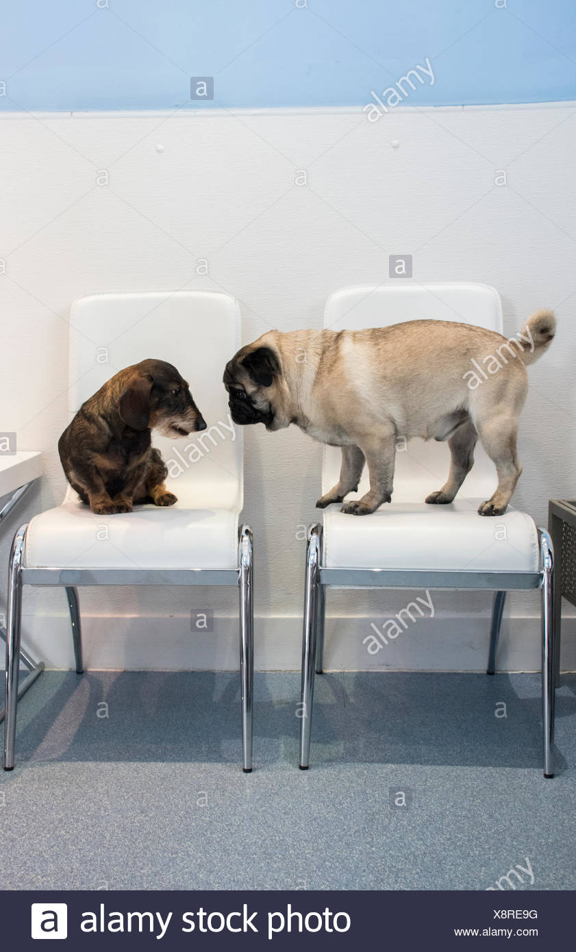 Two Dogs On Chairs Of Waiting Room Of A Veterinary Clinic