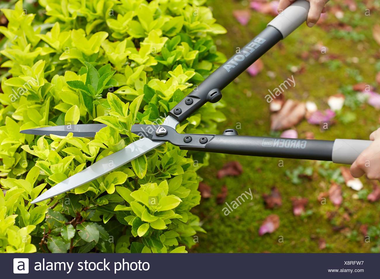 hand shrub trimmers